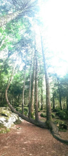 Tall trees in a quiet forest with soft light filtering through the canopy, inviting inner experience