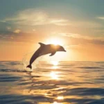 Silhouette of a dolphin leaping from calm ocean, bringing in healing resources